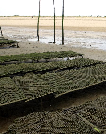 Parcs à huîtres à Agon-Coutainville dans la Manche